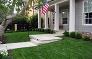 Ficus-Nitida-014-thumb