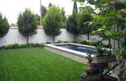 Ficus-Nitida-016-thumb