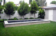 Ficus-Nitida-019-thumb