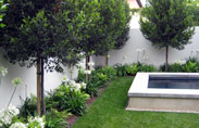 Ficus-Nitida-020-thumb