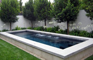 Ficus-Nitida-021-thumb