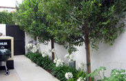 Ficus-Nitida-022-thumb