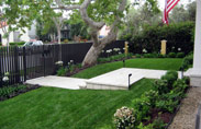 Ficus-Nitida-023-thumb