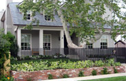 Ficus-Nitida-025-thumb